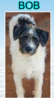 /album/adote-um-amigo/anjelina%2c-athena%2c-bob%2camelia-vers%c3%a3o-4-jpg/